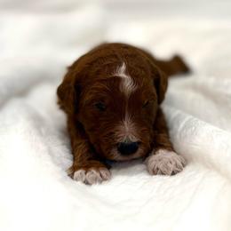 PLUM - Red  male Goldendoodle puppy in Independence, Oregon from Ankeny Doodles