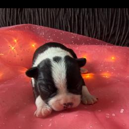 Winston - Black and white male Boston Terrier puppy in Charlotte, Michigan from Witselle Bostons