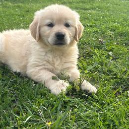 Acutie - Light golden female Golden Retriever puppy in Grant County, Indiana from On The Sunny Side Pavey Farms