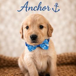 Anchor - Golden male Golden Retriever puppy in San Bernardino, California from Thegoldendreams1