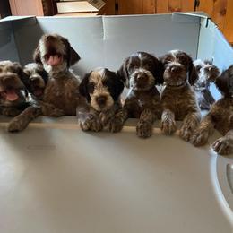 Wirehaired Pointing Griffon puppies from Daehler's Wirehaired Pointing Griffons