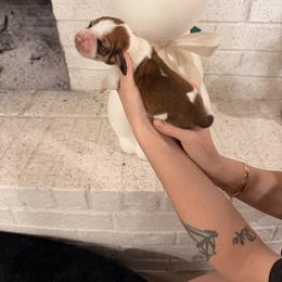 Guinness - Mahogany and white male Basset Hound puppy in Lubbock, Texas from Hound House