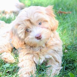 Apricot female - Apricot female Havapoo puppy in Grants Pass, Oregon from Oregon Valley Doodles