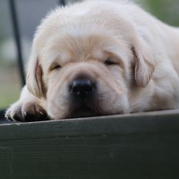 Labrador Retriever Puppies from Pride Rock Labradors