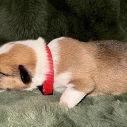 Love - Fawn male Pembroke Welsh Corgi puppy in Derby, Iowa from Newton Hay & Cattle