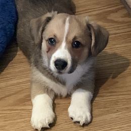 Cardigan Welsh Corgi Puppies from Luxe Cardigan Welsh Corgis