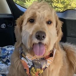 Kali - Goldendoodle