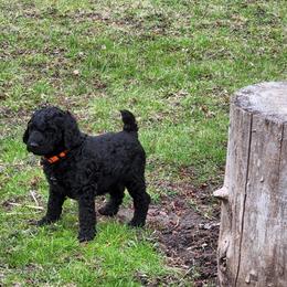 Poodle Puppies from Mn Poodles with Standards