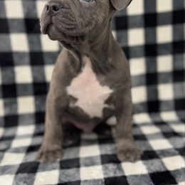 Boy 4 - Blue brindle male American Pit Bull Terrier puppy in Nine Mile Falls, Washington from Bartin Kennels
