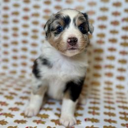 Mayor - Blue merle male Miniature Australian Shepherd puppy in Hillsboro, Texas from H&J Aussies