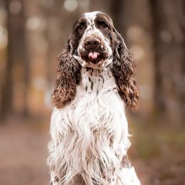 English Springer Spaniels from Bristol’s Southern Spaniels