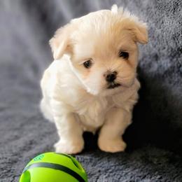 Little Man - White and lemon male Maltese puppy in Allentown, Pennsylvania from Linda's Lovely Maltese