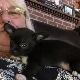 Christine McVie - Black female Chihuahua puppy in Amelia, Virginia from Pannell’s Precious Pups