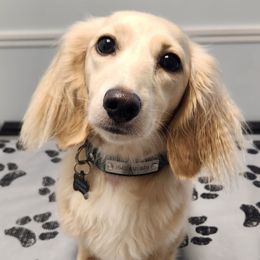 Blossom - Dachshund