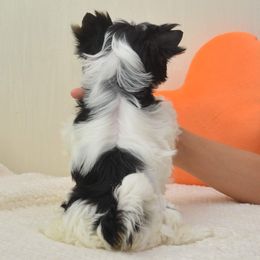Biewer Terrier and Yorkshire Terrier Puppies from Niczarbiewers