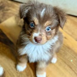Jaks - Red tri-color male Miniature American Shepherd puppy in Gatesville, Texas from Southern Promise Aussie’s