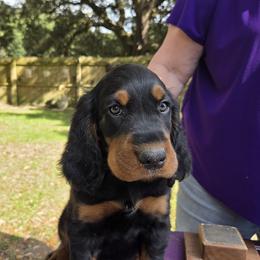 Boy 2 - Black and tan male Gordon Setter puppy in Milton, Florida from Katherine's Golden Retrievers, Gordon Setters, and English Setters