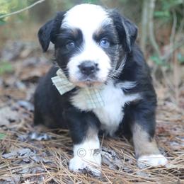 Scout- Black Tri Female (red factored) - Black tri female Miniature Australian Shepherd puppy in Nacogdoches, Texas from TK Standard, Mini, & Toy Aussies
