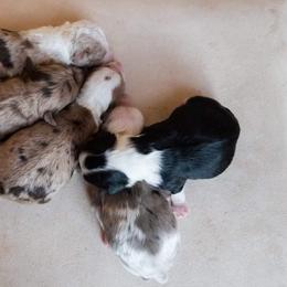 Aussiedoodle and Goldendoodle Puppies from Ever After Doodles Arizona