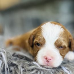 Bernedoodles, Cavapoos, and Goldendoodles from Padgetts Hill Puppies