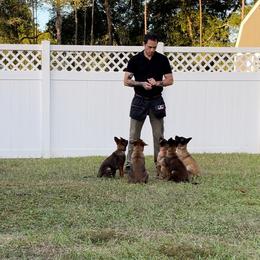 Belgian Malinois Puppies from Klaus K-9 Training LLC
