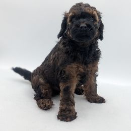Red Boy - Wheaten male Whoodle puppy in Kalispell, Montana from Countryman Whoodles