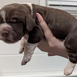 Summit - Liver and white male English Springer Spaniel puppy in Stephens City, Virginia from Legendary Springers