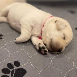 Boy 1 - Yellow male Labrador Retriever puppy in Hutto, Texas from Texas Bluebonnet Labs