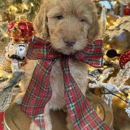 Yellow collar - Apricot female Goldendoodle puppy in San Augustine, Texas from Vintage Doodles