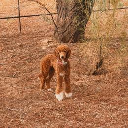 Zorua - Red  female Poodle puppy in Phoenix, Arizona from Moonshine Kennels AZ