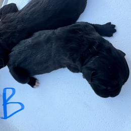 Boy 2 - Black male Cane Corso puppy in Dunn, North Carolina from Carter’s Corso