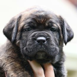 Ivy - Black brindle Cane Corso puppy in Overland Park, Kansas from Solterra Cane Corso