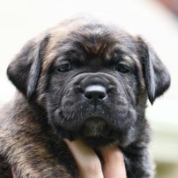 Ivy - Black brindle Cane Corso puppy in Overland Park, Kansas from Solterra Cane Corso