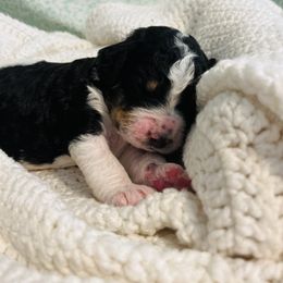 Bernedoodle Puppies from Cairn Ridge Doodles