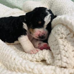 Bernedoodle Puppies from Cairn Ridge Doodles