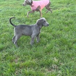 Pink - Blue female Weimaraner puppy in Aitkin, Minnesota from Whispering’s GunDogs