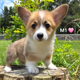 M1 - Red female Pembroke Welsh Corgi puppy in Jacksonville, Texas from ArmnalegRanch LLC