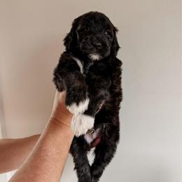 Sarratt. - Black and white male Sheepadoodle puppy in Wabash, Indiana from DOODCompany