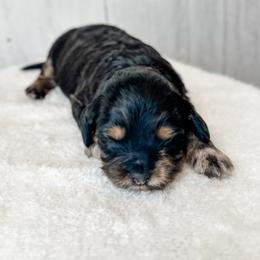 Esther - Black tri-color female Assorted Doodle Crosses puppy in Arlington, Washington from Doodle Love Laugh