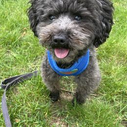 Shihpoos and Shih Tzus from Winona’s Legacy