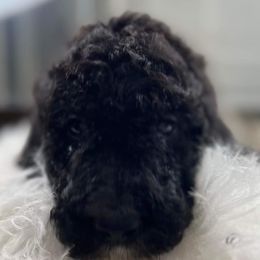 Goldendoodle and Poodle Puppies from Elizabeth Rocha's Doodles