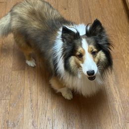 Bailey  - Shetland Sheepdog