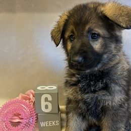 Sky - Sable female German Shepherd puppy in Stanardsville, Virginia from Majestic K9 LLC