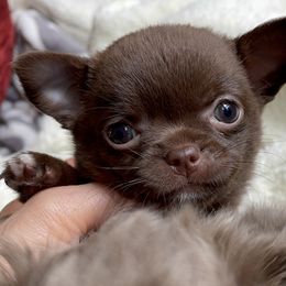 Chihuahua Puppies from ChiWowTown Chihuahuas
