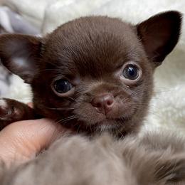 Chihuahua Puppies from ChiWowTown Chihuahuas