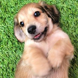 Macaroni - Cream male Dachshund puppy in Parma, Idaho from Terracane Dachshunds & Sunwell Golden Retrievers