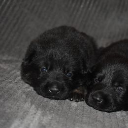 German Shepherd Puppies from Shepherds of Anarchy