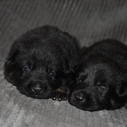 German Shepherd Puppies from Shepherds of Anarchy