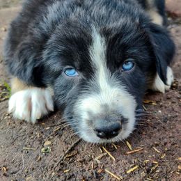 Australian Shepherd Puppies from Southern Boy Blues Aussies