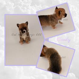 Cloudy - Sable female Pembroke Welsh Corgi puppy in Kiowa, Colorado from Cool Water Corgis LLC